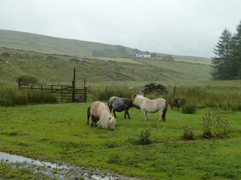 Shetland Ponies